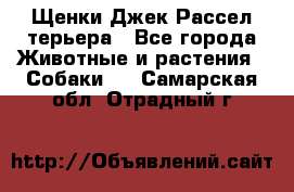 Щенки Джек Рассел терьера - Все города Животные и растения » Собаки   . Самарская обл.,Отрадный г.